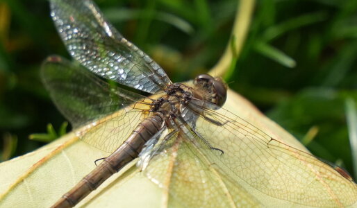 dragonfly.jpeg