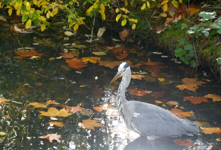 Heron.jpeg