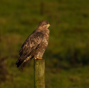 buzzard-2.jpg