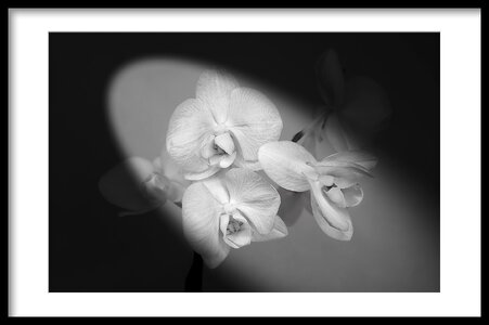 Orchid 2.jpg