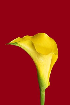 Bow of a calla lily.jpg