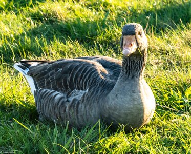 geese_grass-1.jpg