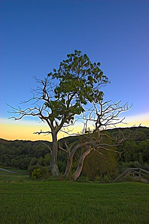 Expressionist Tree.jpg