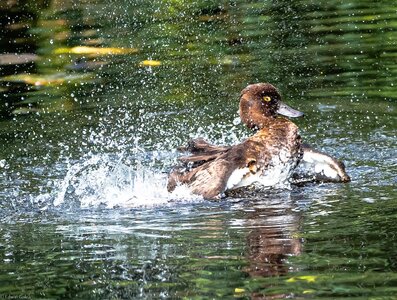 miss_duck-5.jpg