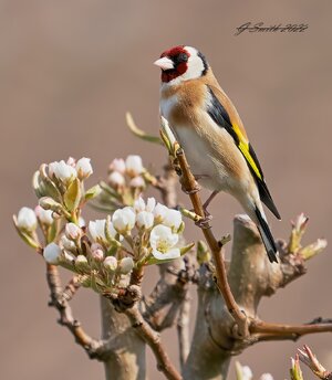 goldfinch 2022.jpg