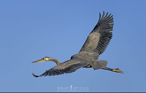great blue heron flying 4-.jpg