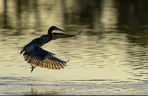 heron at sunrise wings out 2-.jpg