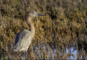 reddish egret plume 3-.jpg