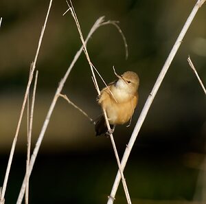 Australian Reed Warbler and nest material (8)-1.jpg