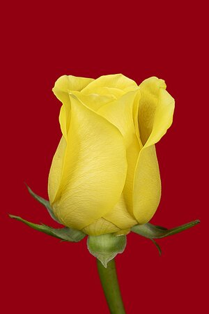 Yellow Rose.jpg