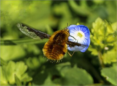 Dark-edged Bee FlyDavy Down 4th April 2023.jpg