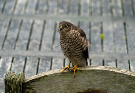 D7R08756-2.jpg