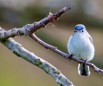 Blue-gray Gnatcatcher 2302.jpg