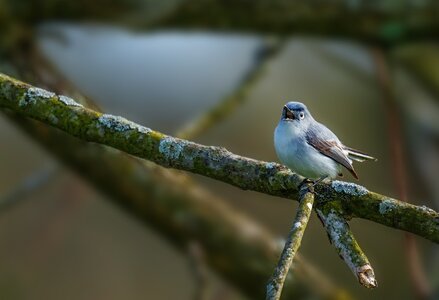 Blue-gray Gnatcatcher 2306.jpg