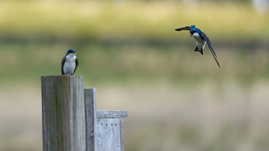 Tree Swallow bird house fight 1 - BCSP - 04182021 - 04 - dn.jpg