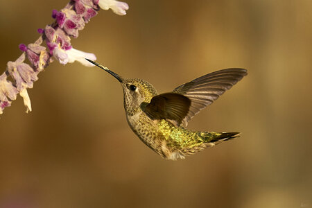 Hummingbird Anna_s 10.jpg