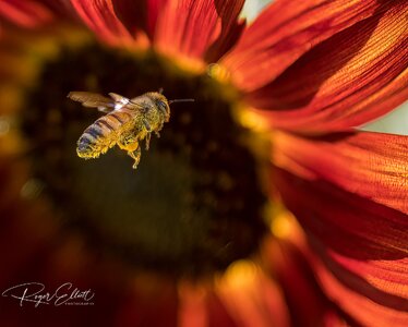 Sunflower Bee flight-.jpg