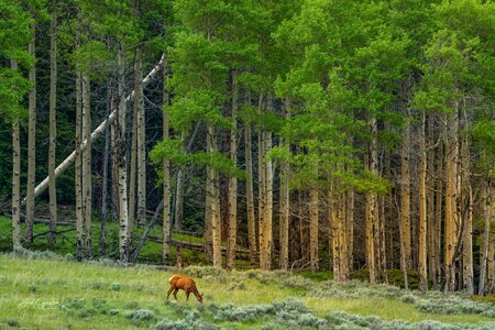 Elk in Morning Sun.jpeg