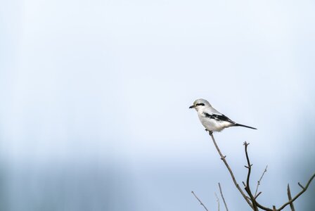 northern shrike.jpg