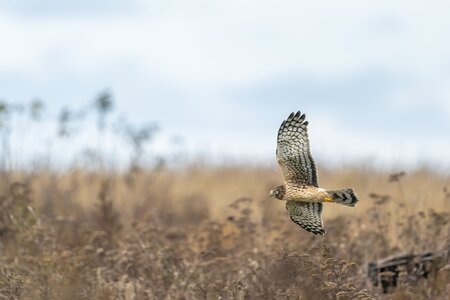 northern harrier flying.jpg