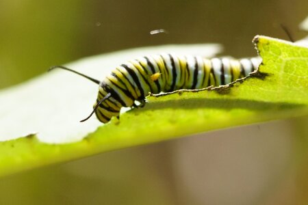 monarch with parasite.JPG