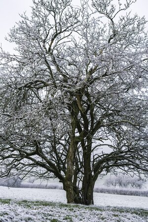Winter Trees Hugging 0675.jpg