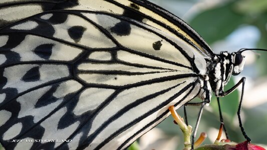 Butterfly_Pavillion-1.jpg