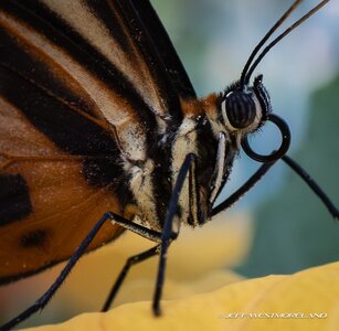 Butterfly_Pavillion-2.jpg