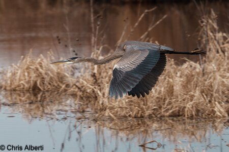 BlackwaterNWR_12.24.23-754.jpg