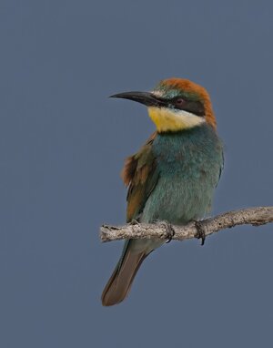 Bee-eater.jpg