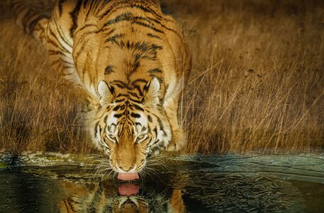 Amur Tiger.jpg Amur Tiger.jpg