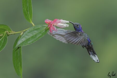 Violet-Sabrewing-22078.jpg