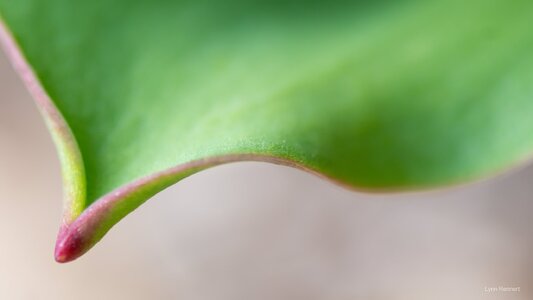 Tuliip leaf-.jpg