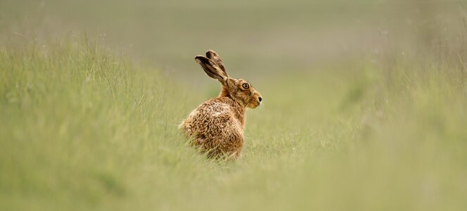 Brown Hare.jpg