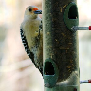 Woodpecker A6505746 - 2020-04-20T14_57_55.jpg