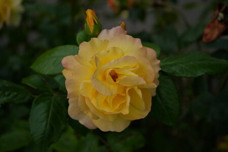DSC04167.JPG