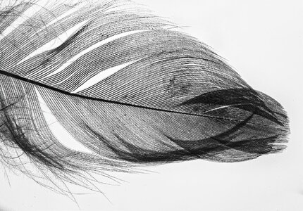 Feathery.jpg