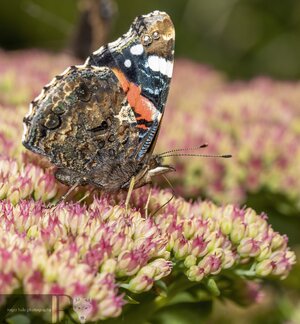 RedAdmiral2.jpg