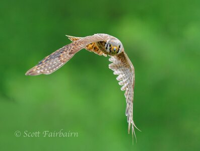 American Kestrel-Flying-ScottFairbairn-.jpg