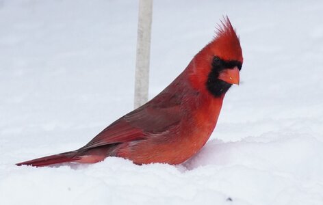 Male cardinal cropped.JPG