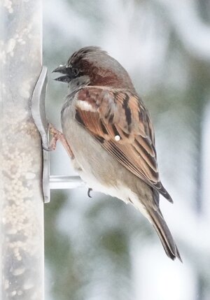 Sparrow Cropped.JPG