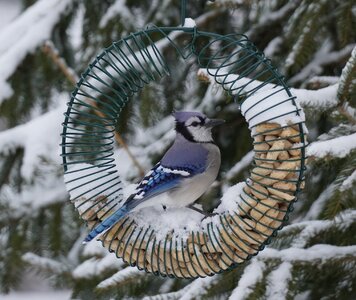 Blue Jay cropped.JPG