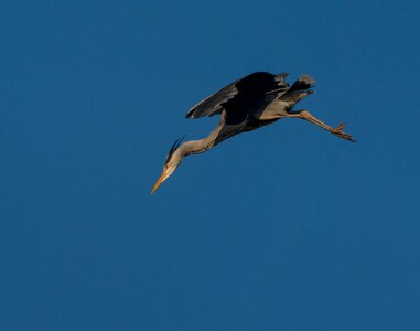 Grey Heron (7 of 94).jpg