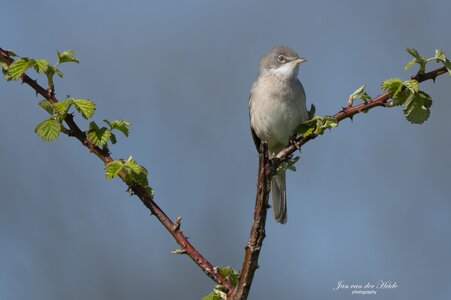 A7401604-Verbeterd-NR.jpg