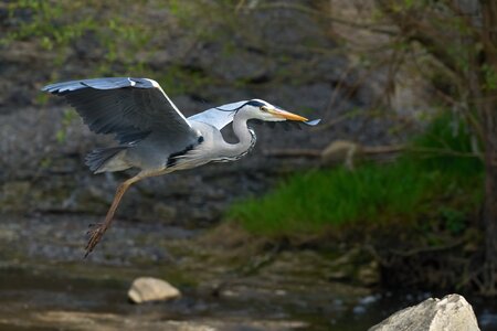 heron 2025 16.jpg
