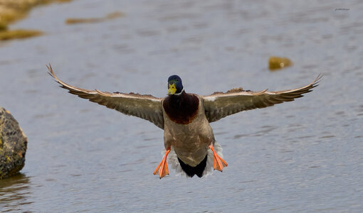 duck 2025 9.jpg