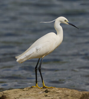 egret 2025 2.jpg