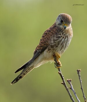 kestrel 2025 219.jpg
