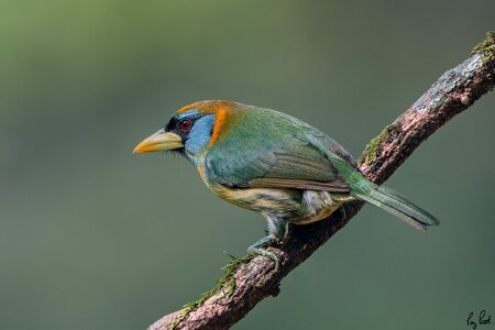 Red-headed-barbet_DSC2042-Edit.jpg