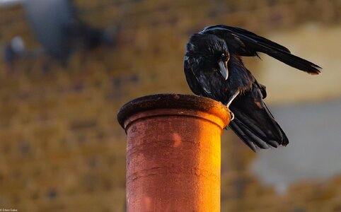 crow on chimmney-1.jpg